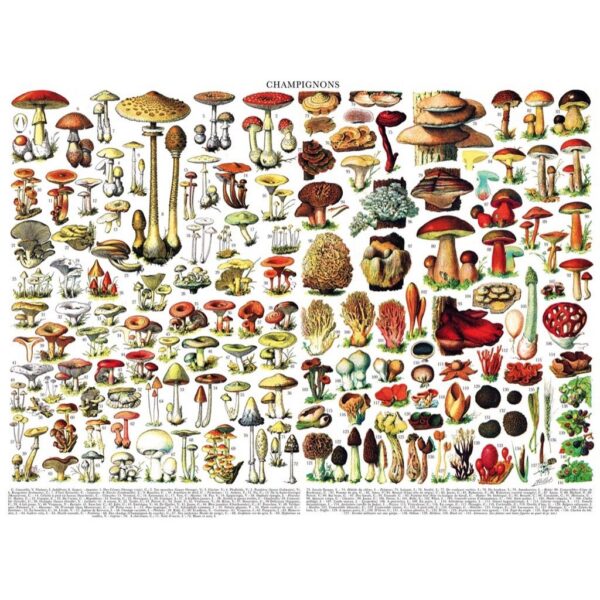 New York Puzzle Company - Vintage Images Mushrooms ~ Champignons - 1000 stukjes puzzel - Afbeelding 2