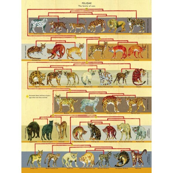 New York Puzzle Company Feline Family Tree - 500 pieces - Afbeelding 3