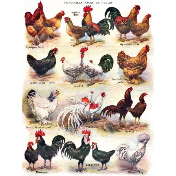 New York Puzzle Company Poules ~ Poultry - 500 pieces - Afbeelding 3