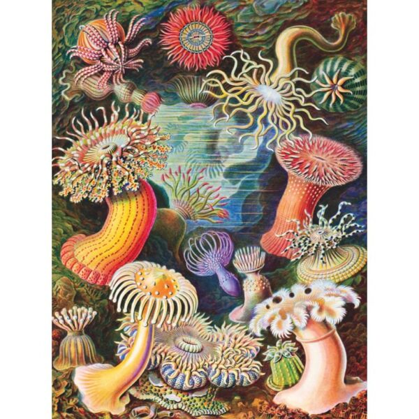 New York Puzzle Company - Vintage Images Sea Anemones - 1000 stukjes puzzel - Afbeelding 4