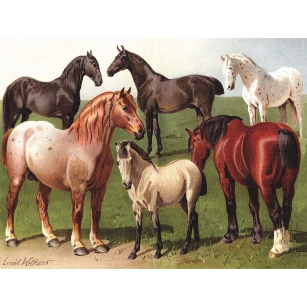 New York Puzzle Company - Vintage Images Horse Breeds - 1000 stukjes puzzel - Afbeelding 3